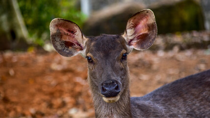 Amazing young deer in the zoo (Sri Lanka)