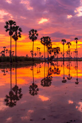 Silhouette of reflection of palm tree during sunrise time
