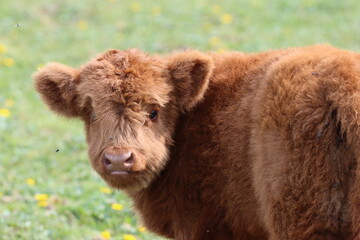 Fototapeta premium Scottish highland cow eating green grass in daylight 