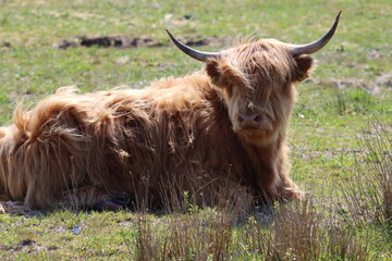 Scottish highland cow eating green grass in daylight 