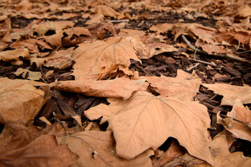 Close up of Brown Autumn leaves, Australia 