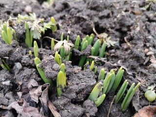 In early spring, daffodils break out of the soil.