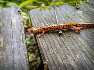 Long-tailed salamander debating how to cross the crack