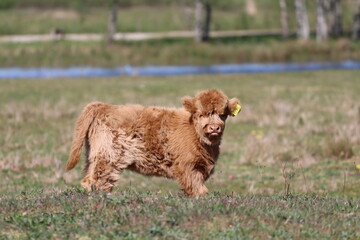 Fototapeta premium Scottish highland cow eating green grass in daylight 