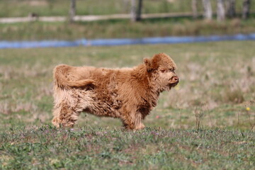 Fototapeta premium Scottish highland cow eating green grass in daylight 