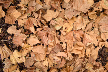 Close up of Brown Autumn leaves, Australia 