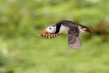 puffin in flight