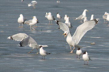 European herring gull (Larus argentatus), Belarus