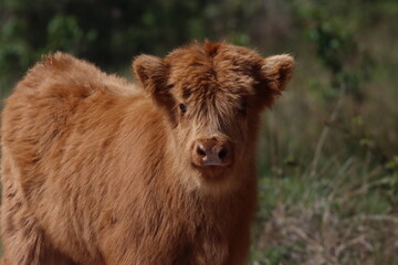 Fototapeta premium Scottish highland cow eating green grass in daylight 