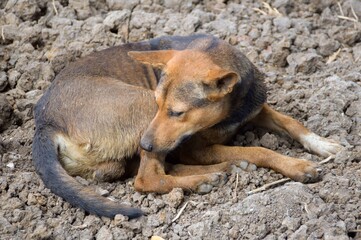 cute brown dog in nature garden