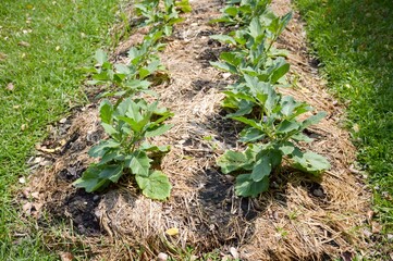 fresh green solanum virginianum in nature garden