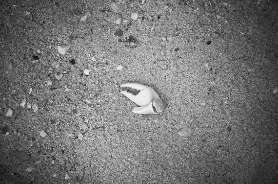 crab piler on the sand