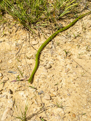 Smooth green snake trying to get warm in the sun