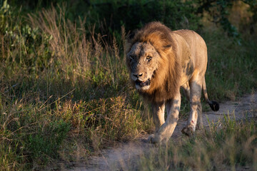A Male Lion on patrol seen on a safari in South Africa