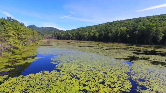 Pretty aerial view of lilly pads in a small lake. 