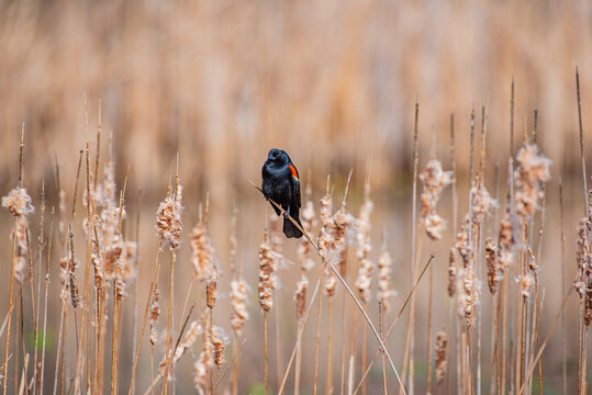 Red winged blackbird perched on cattails near forest and lake