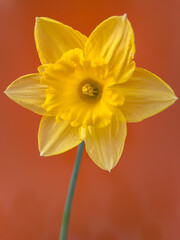 Fototapeta premium Spring flowers daffodils on a bright sunny day