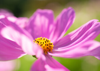 コスモスのクローズアップ