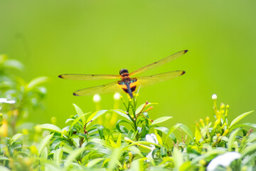 dragonfly on grass