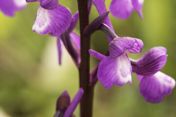 Orchis champagneuxii small wild orchid bluish purple spring color green grass meadow blurred background