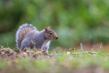 Gray Squirrel