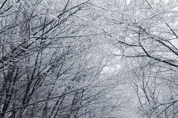 Bare tree branches covered with snow in winter.