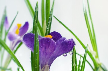 Crocus is a genus of flowering plants in the iris family