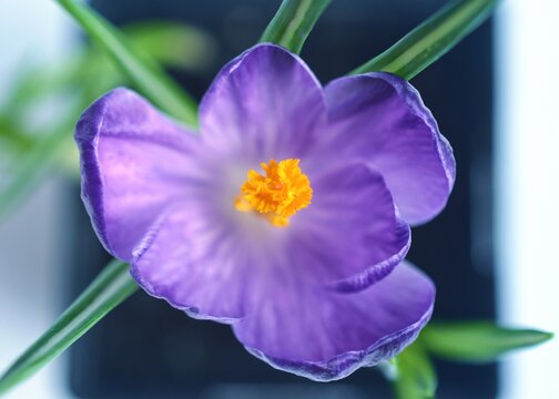 Crocus is a genus of flowering plants in the iris family