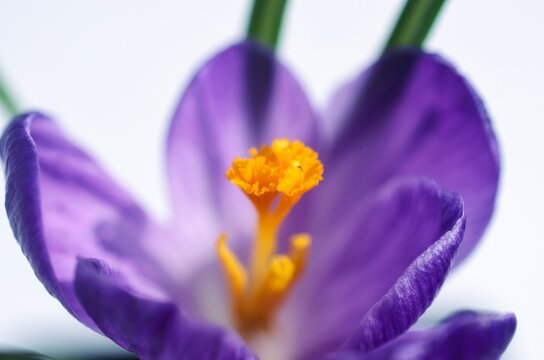 Crocus is a genus of flowering plants in the iris family