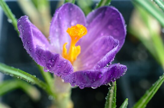 Crocus is a genus of flowering plants in the iris family