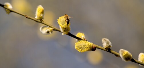 Cats are one of the symbols of spring and Easter. Typically, they are twigs of the willow, with partially budding buds - flowers