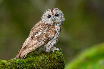 Tawny Owl