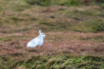 mountain hare © martyn
