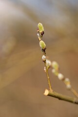 Cats are one of the symbols of spring and Easter. Typically, they are twigs of the willow, with partially budding buds - flowers