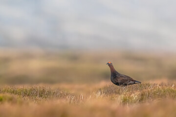 red grouse