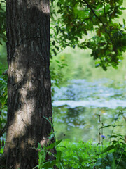 Summer blurred background with a tree near the pond, rich green foliage.