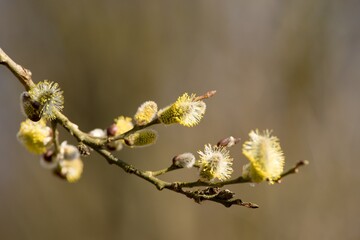 Cats are one of the symbols of spring and Easter. Typically, they are twigs of the willow, with partially budding buds - flowers