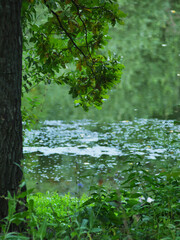 Summer blurred background with a tree near the pond, rich green foliage.