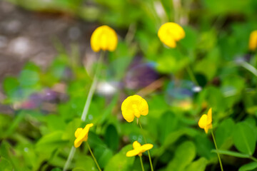 yellow flowers
