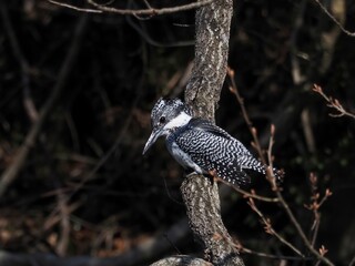 枝に止まって小魚を探すヤマセミ オス