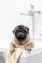 Grooming dogs. Pug in the bathroom. High quality photo