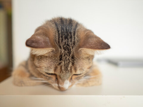 26 件の最適な うつむく猫 画像 ストック写真 ベクター Adobe Stock