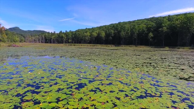 Pretty aerial view of lilly pads in a small lake. 
