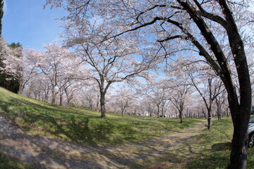 The cherry-blossom trees are in full bloom.