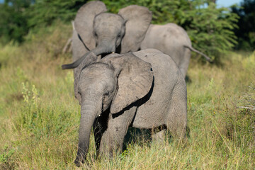 Naklejka na ściany i meble African Elephant seen on a safari in South Africa