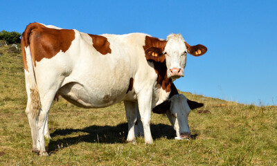 Fototapeta na wymiar Montbeliarde dairy cow in a field with a salt stone. 