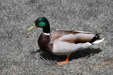 duck on the meadow