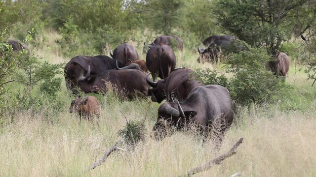 Herd of african baffalo feeding