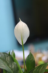 white magnolia flower