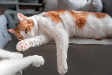   brown and white cat with yellow eyes lying on the sofa. close up 